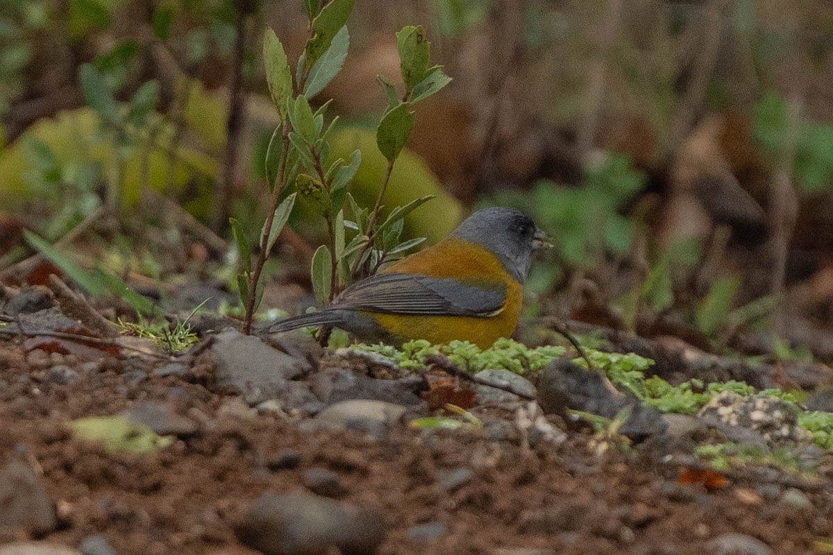 Patagonian Sierra Finch - ML586979161