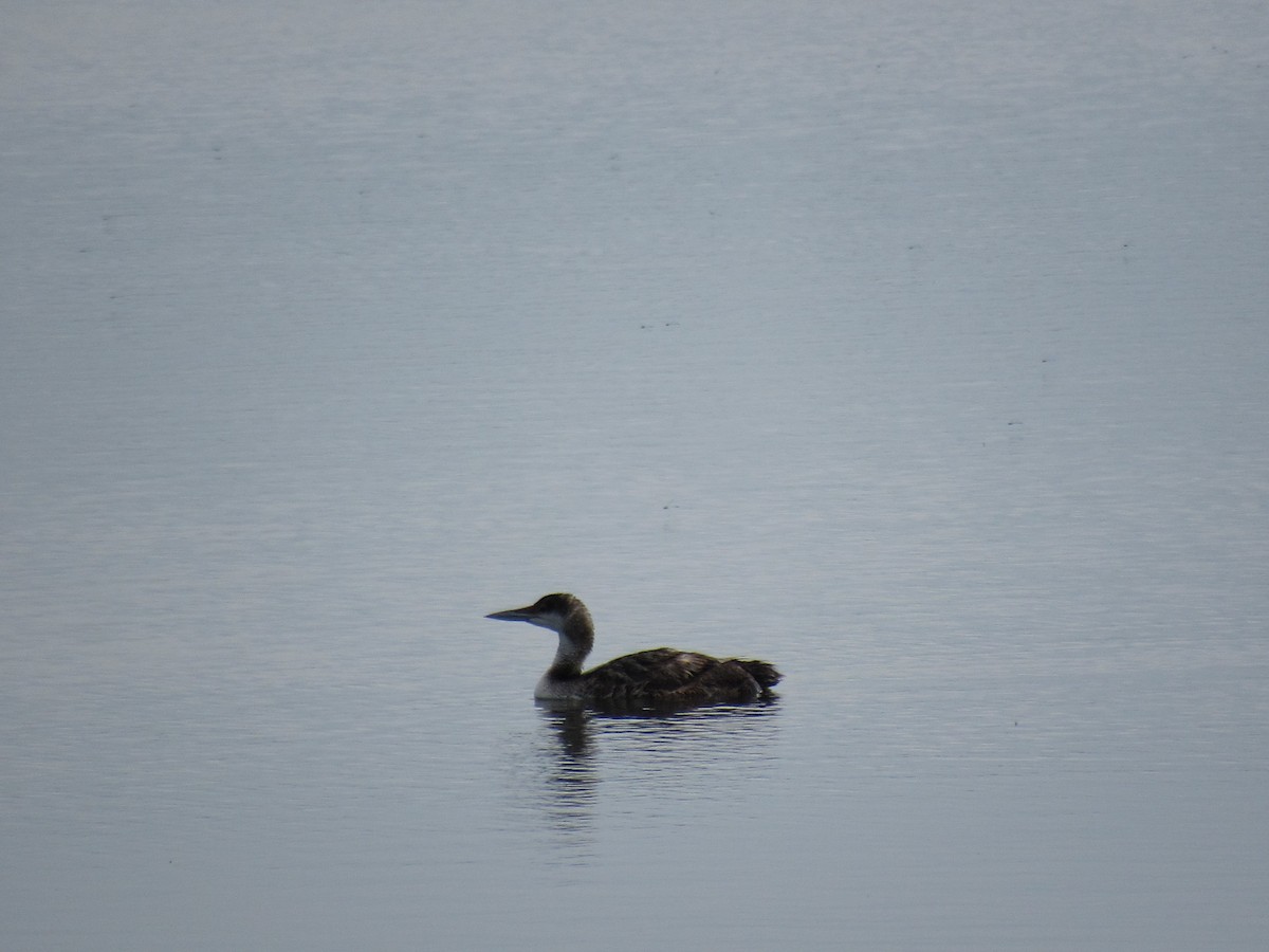 Common Loon - Brianna Saylor