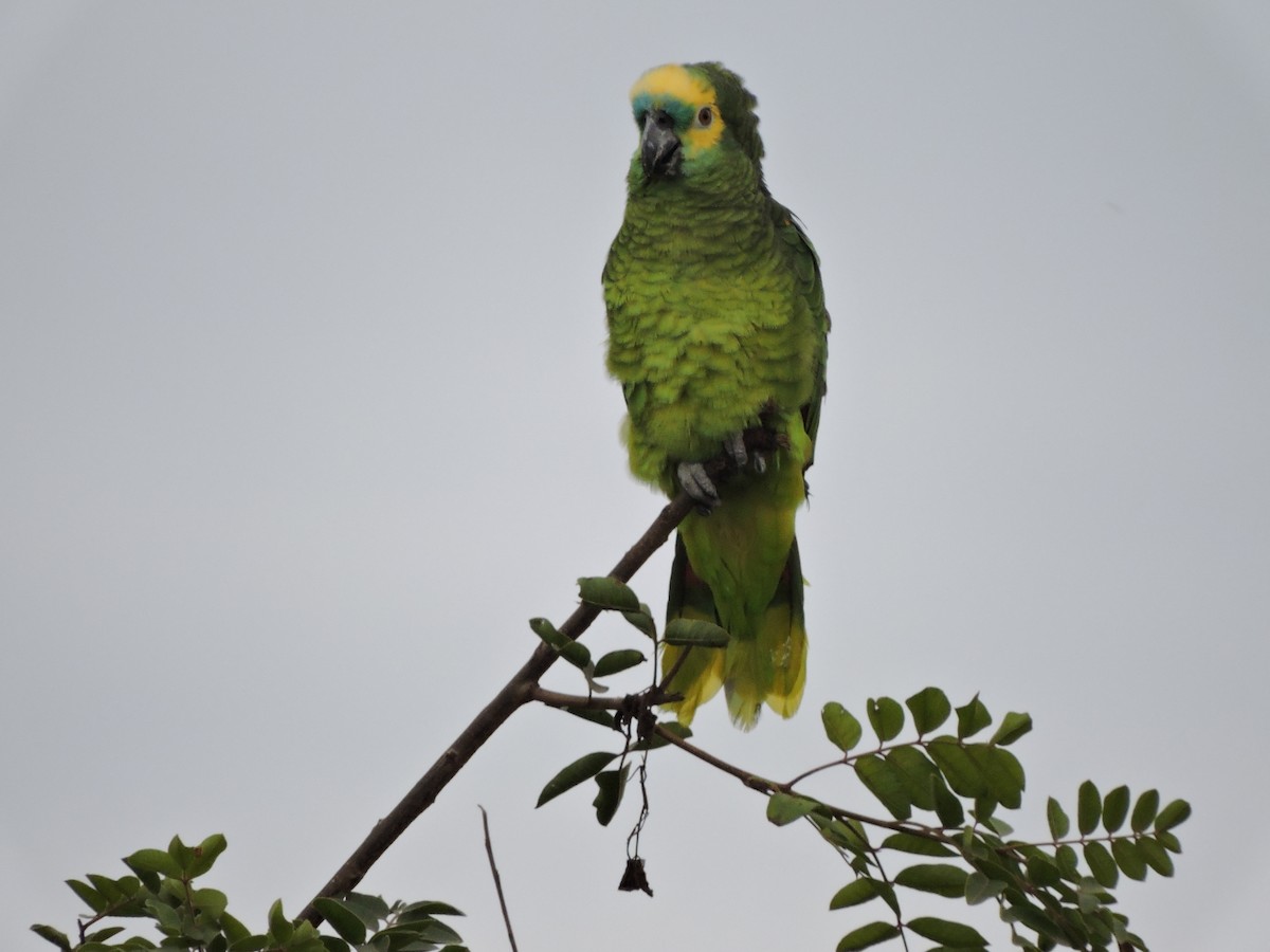 Turquoise-fronted Parrot - ML586982211