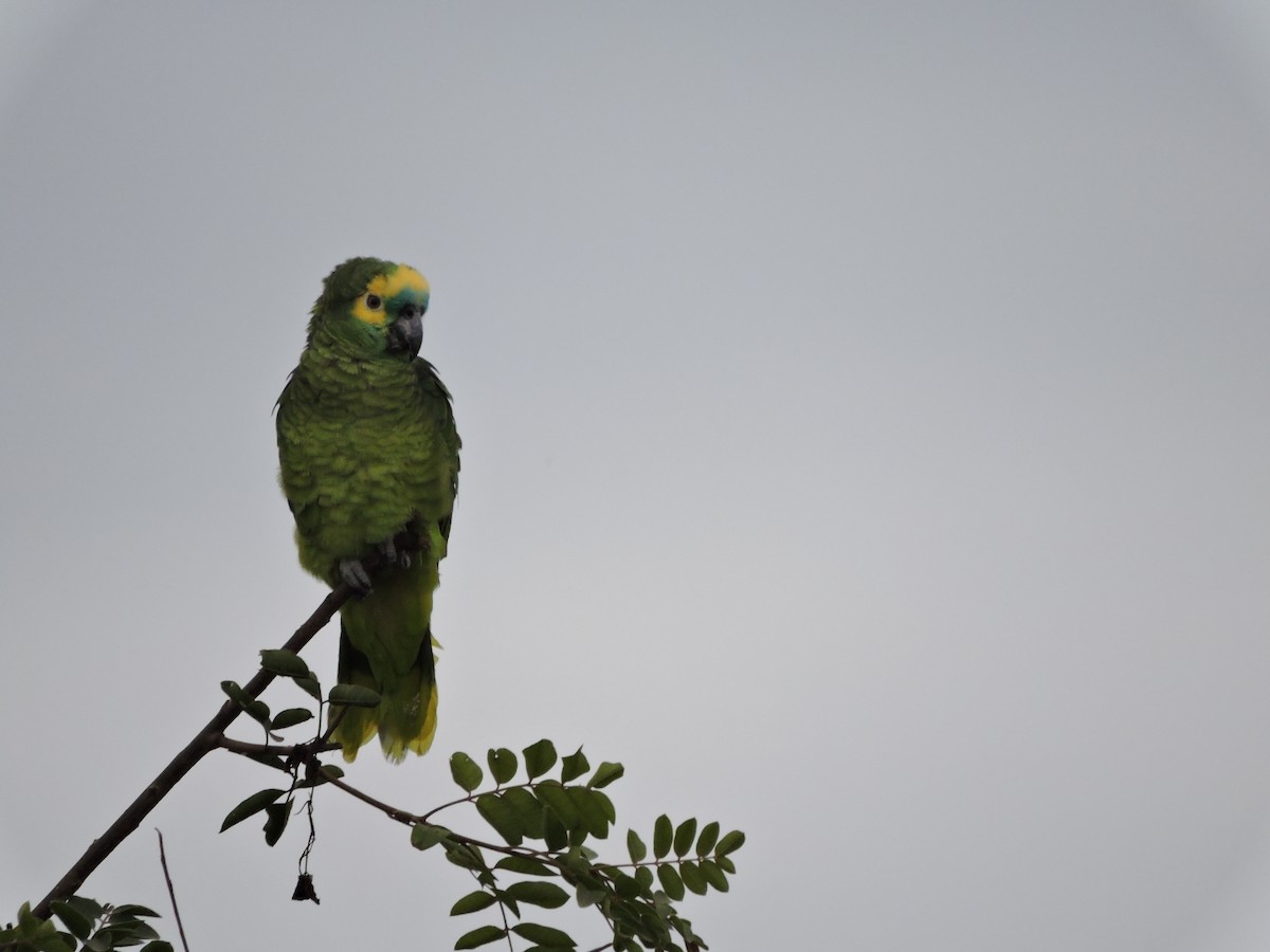 Turquoise-fronted Parrot - ML586982221