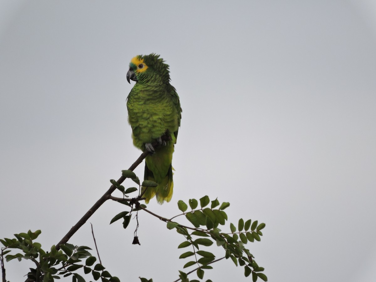 Turquoise-fronted Parrot - ML586982231