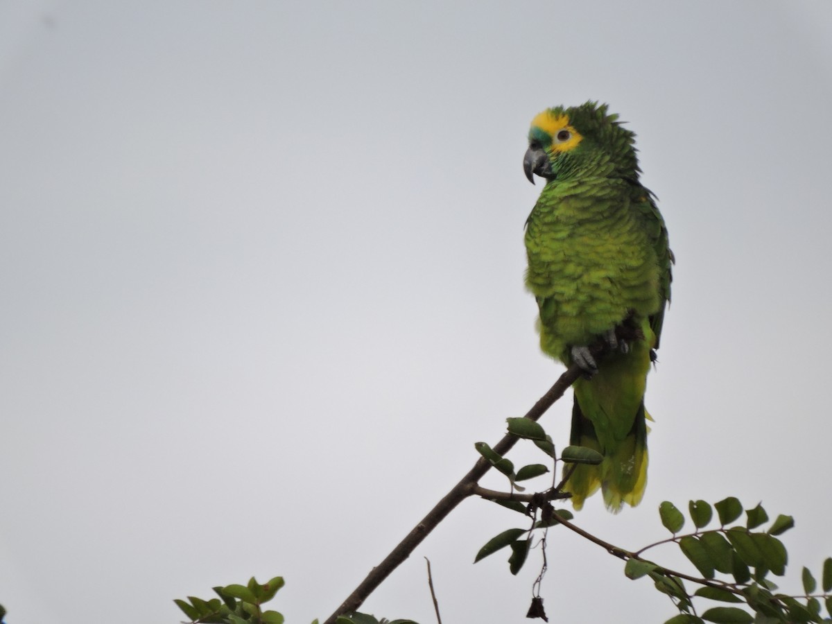 Turquoise-fronted Parrot - ML586982241