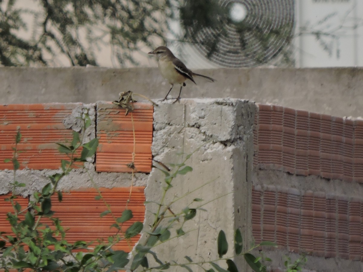 White-banded Mockingbird - ML586982941