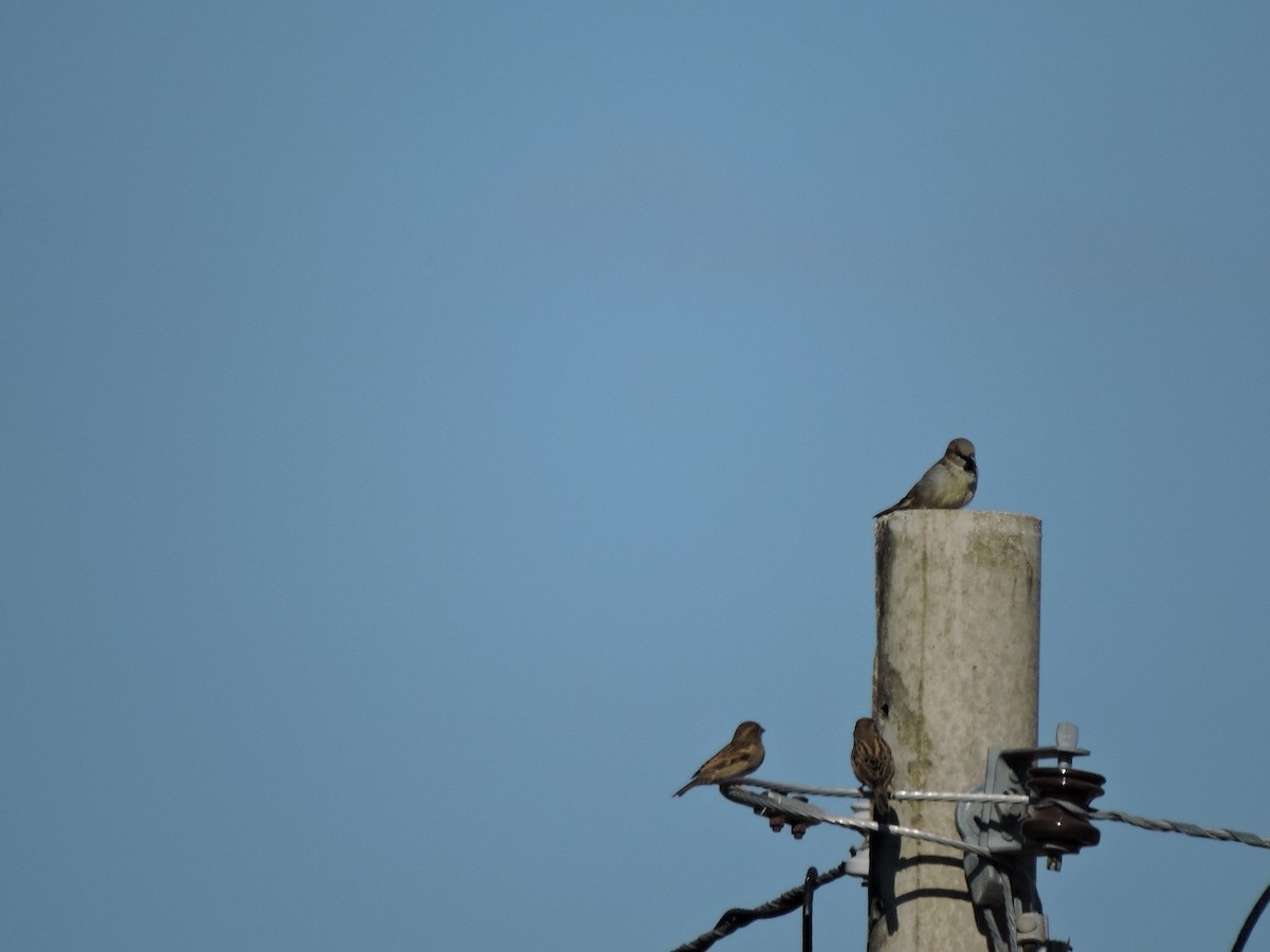 House Sparrow - ML586983001