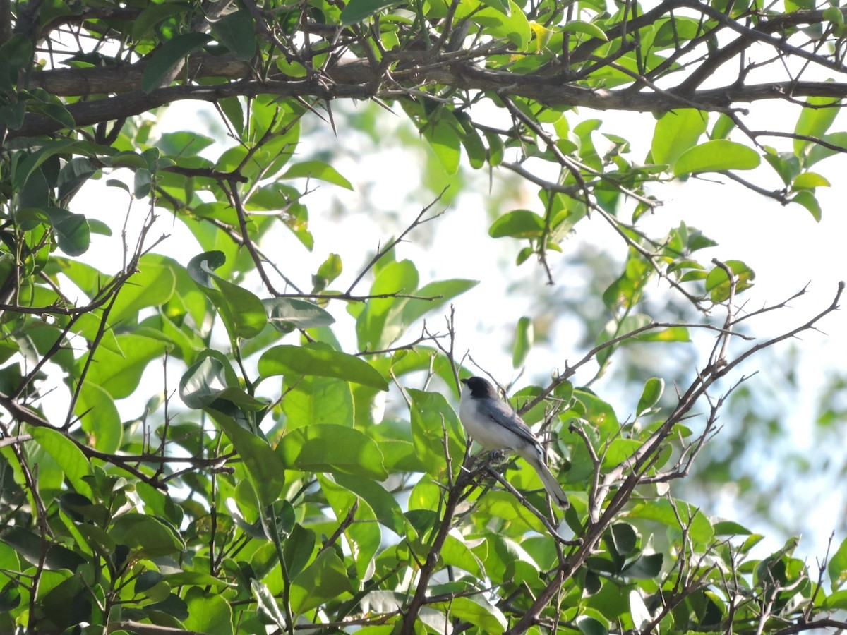 Black-capped Warbling Finch - Adriel Molina