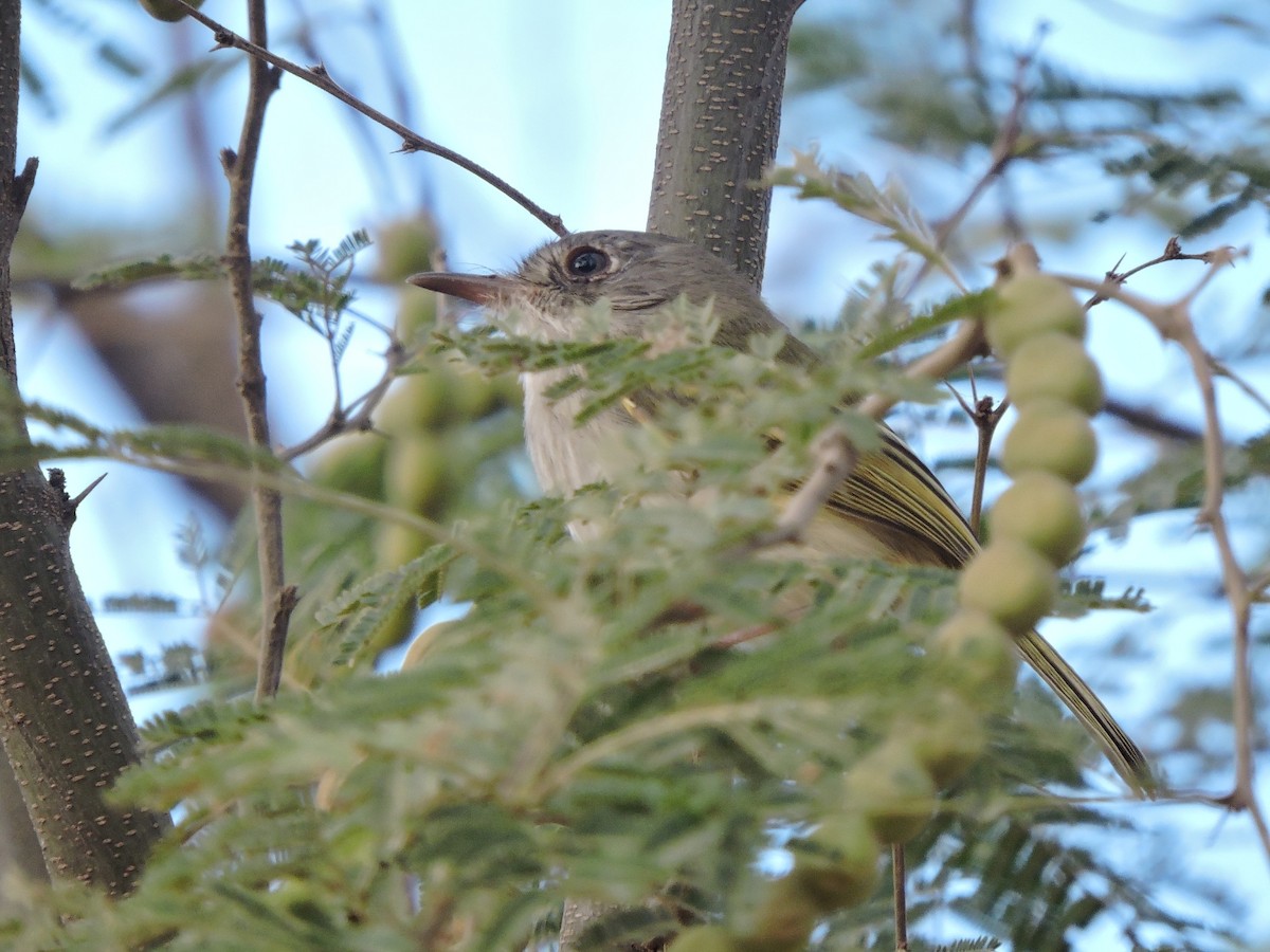 Pearly-vented Tody-Tyrant - ML586983101