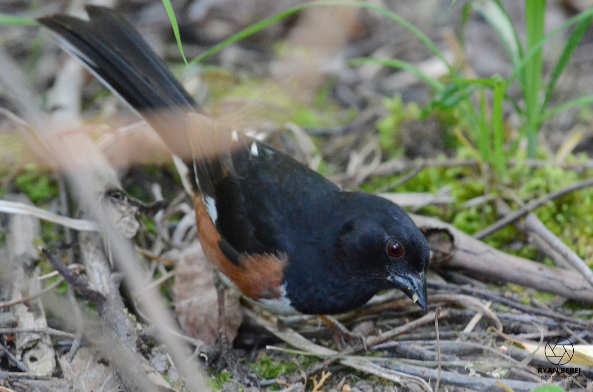 Eastern Towhee - Ryan Bebej