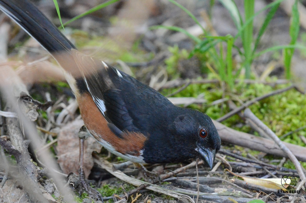 Eastern Towhee - Ryan Bebej