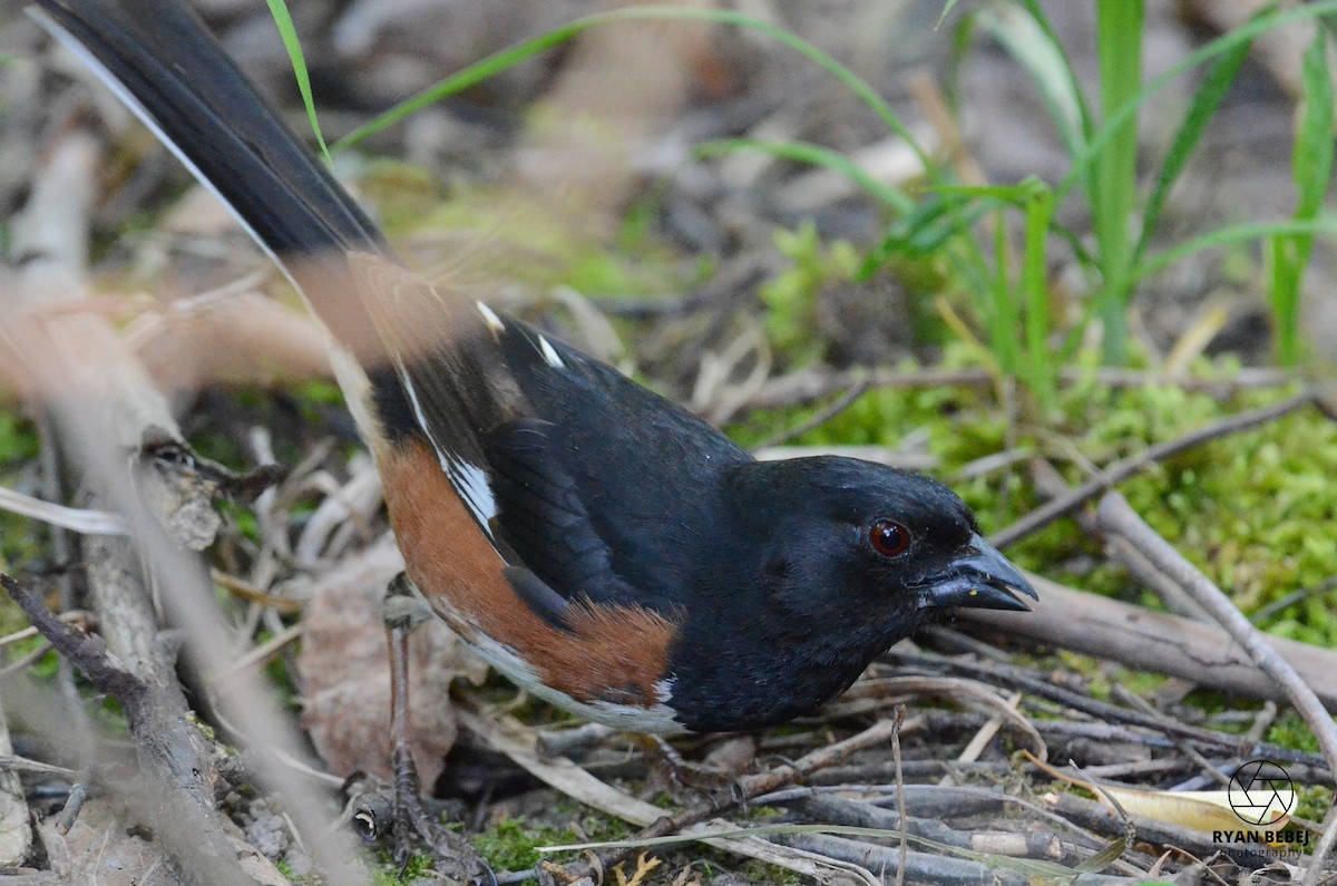 Eastern Towhee - Ryan Bebej