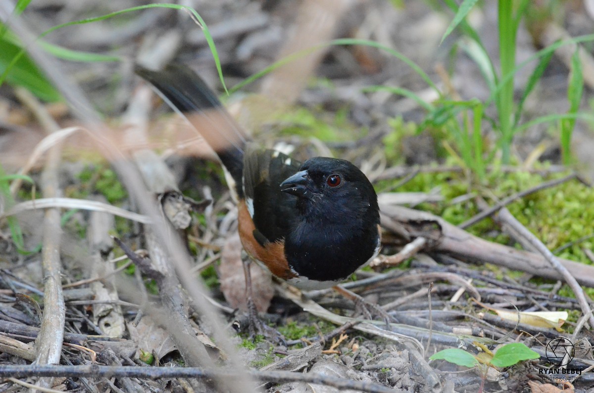 Eastern Towhee - Ryan Bebej