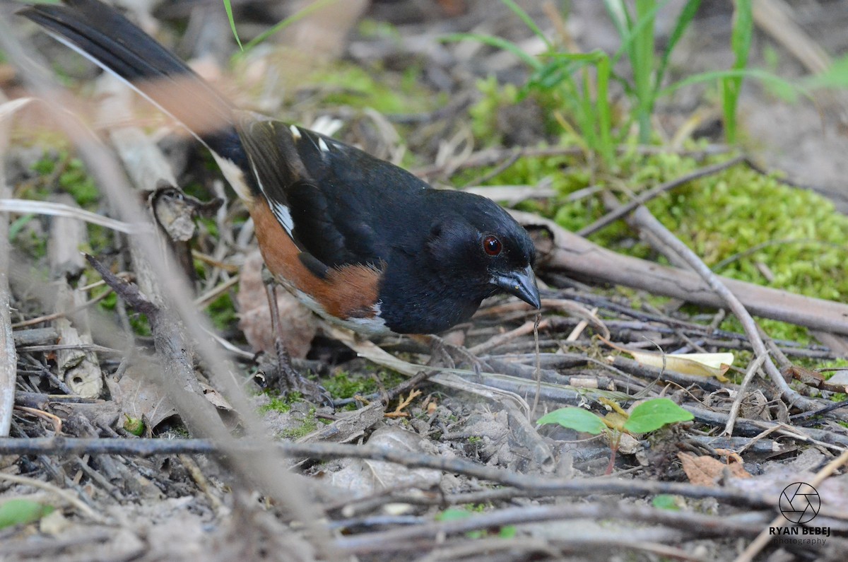 Eastern Towhee - Ryan Bebej