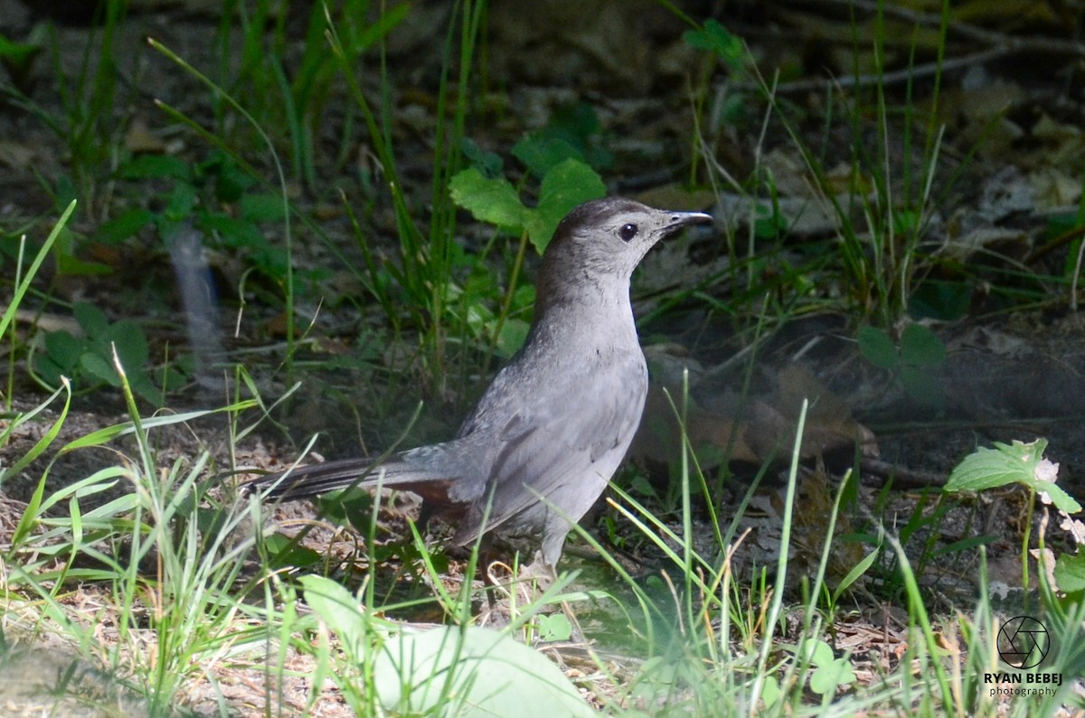 Pájaro Gato Gris - ML586985041