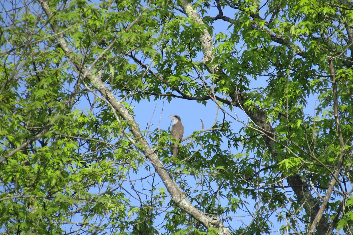 Yellow-billed Cuckoo - ML58698521