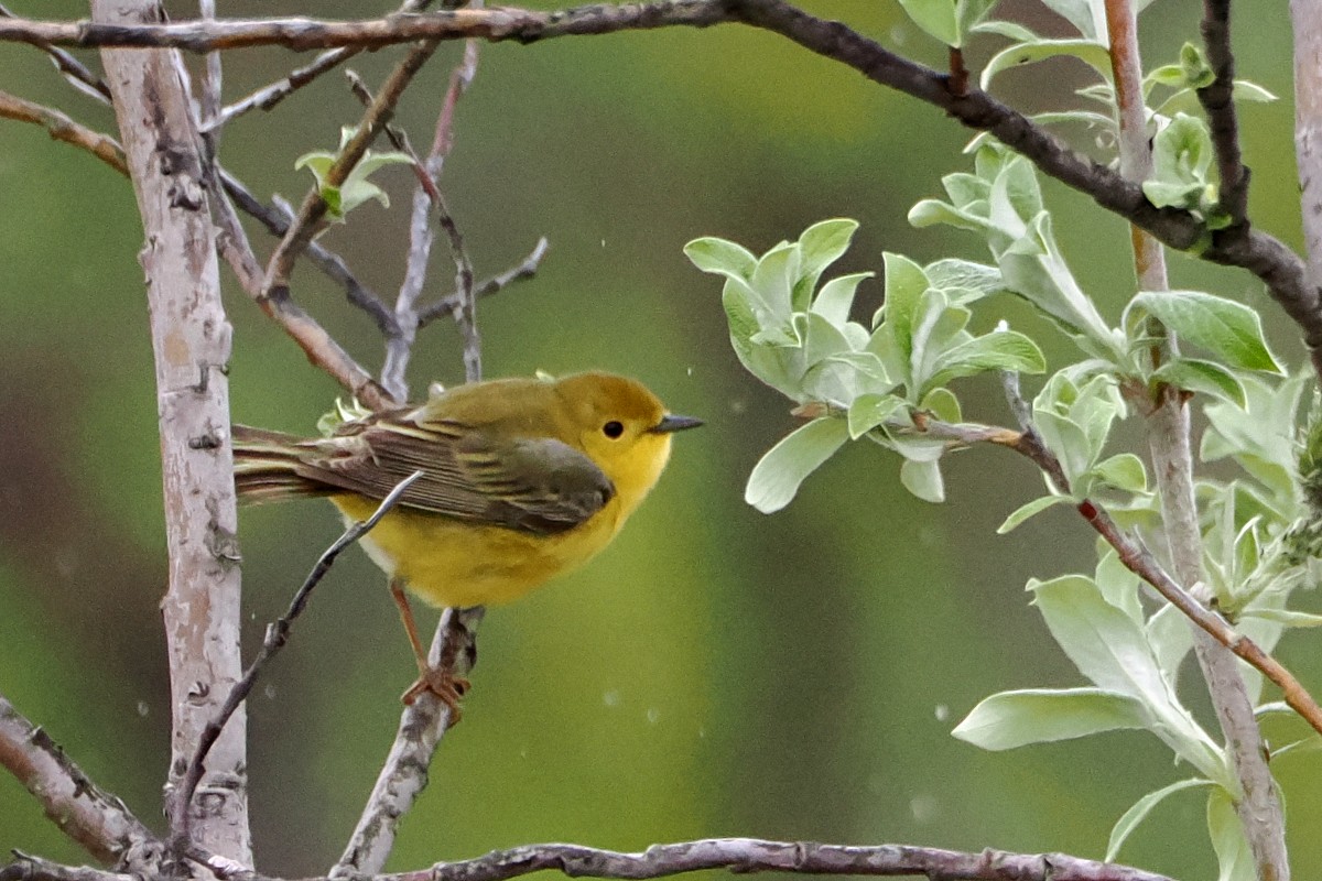 Yellow Warbler - steve b