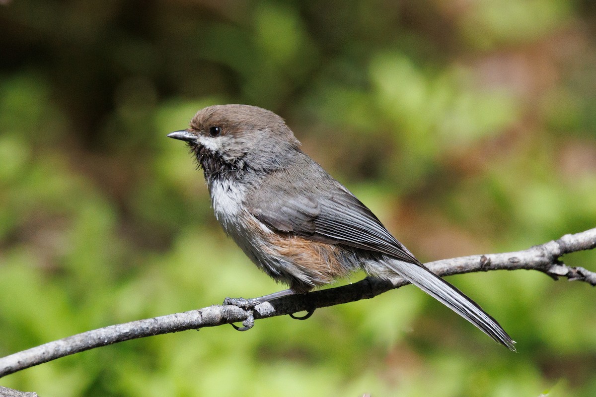 Boreal Chickadee - ML586986501