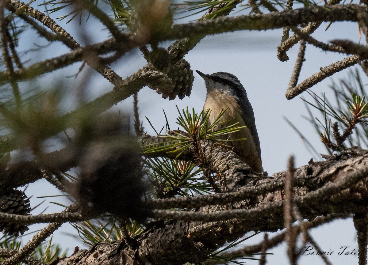 Red-breasted Nuthatch - ML586987641