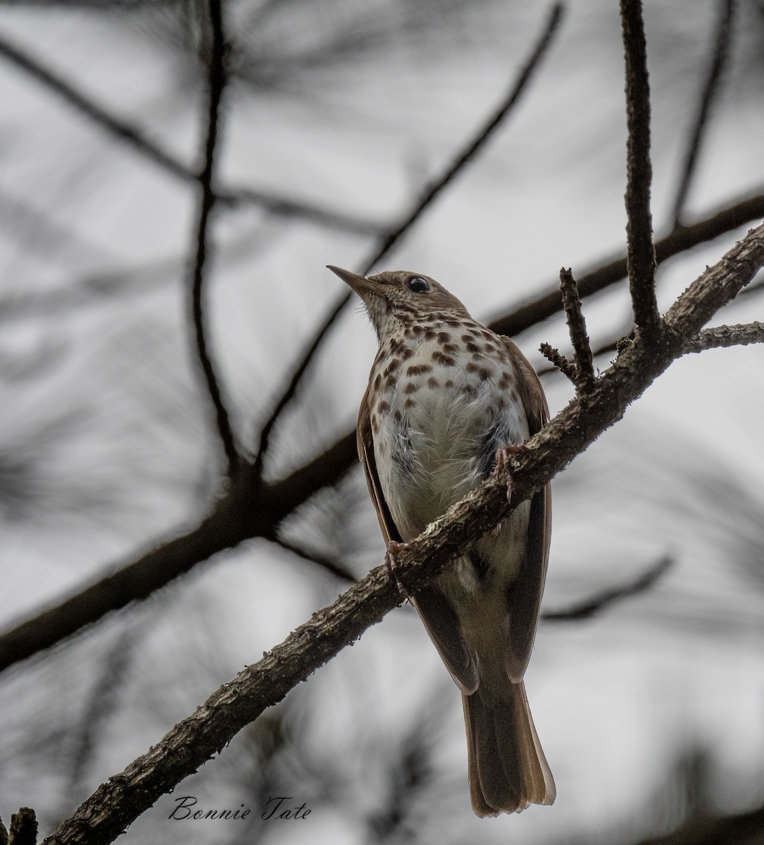 Hermit Thrush - ML586987721