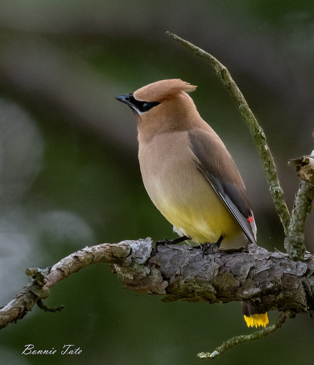 Cedar Waxwing - ML586987971