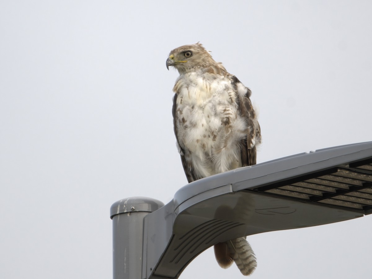 Red-tailed Hawk - ML586991911