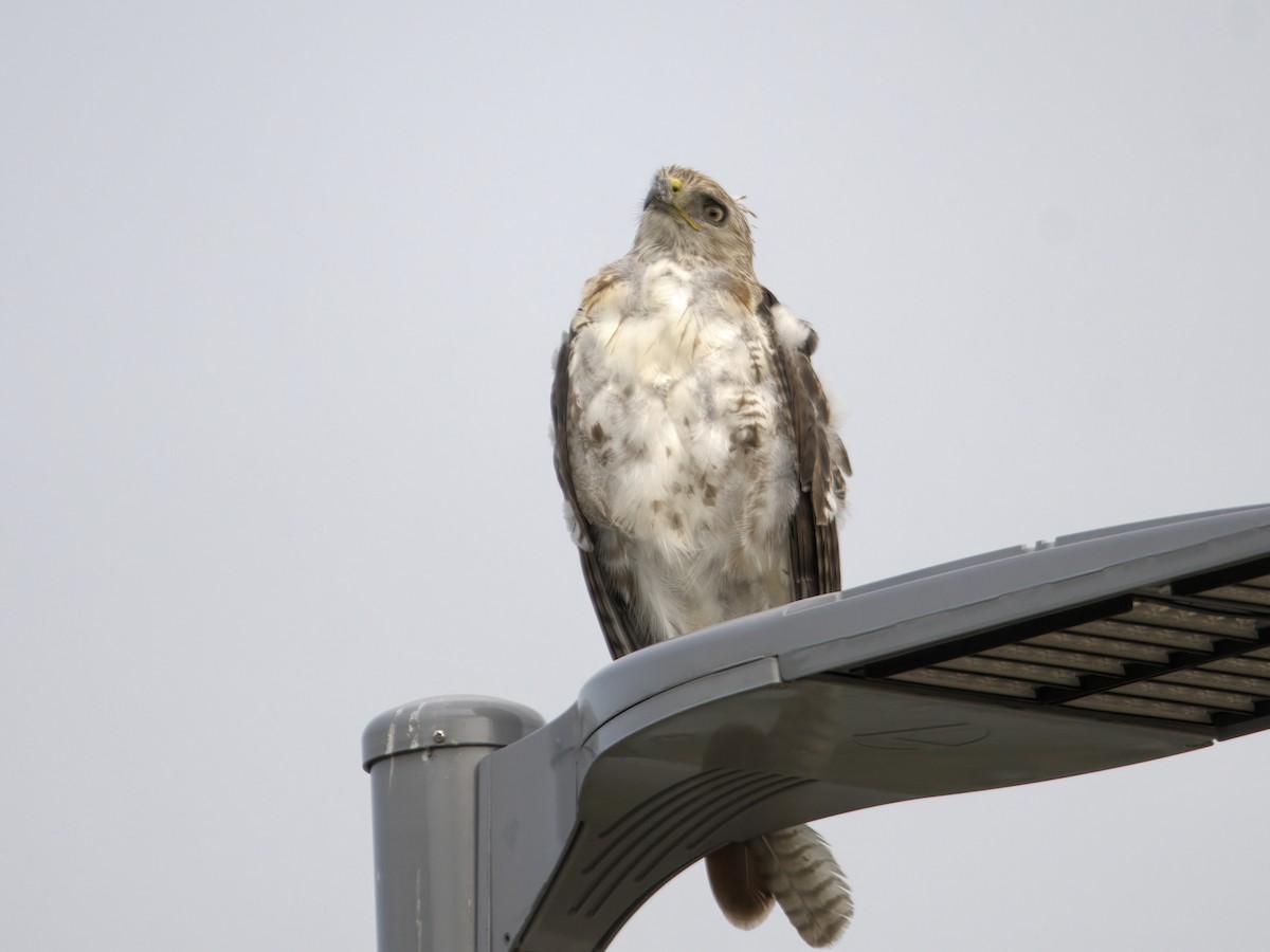 Red-tailed Hawk - ML586991921