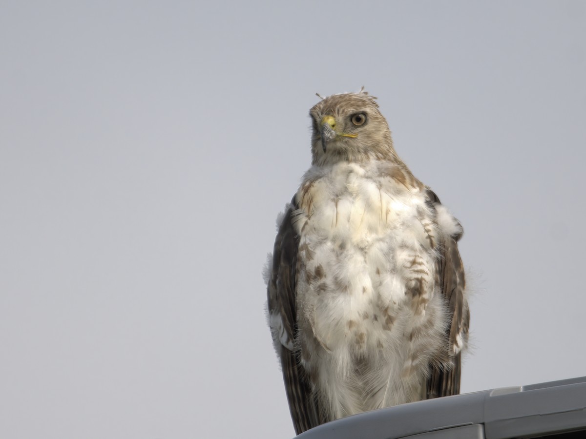 Red-tailed Hawk - ML586991931