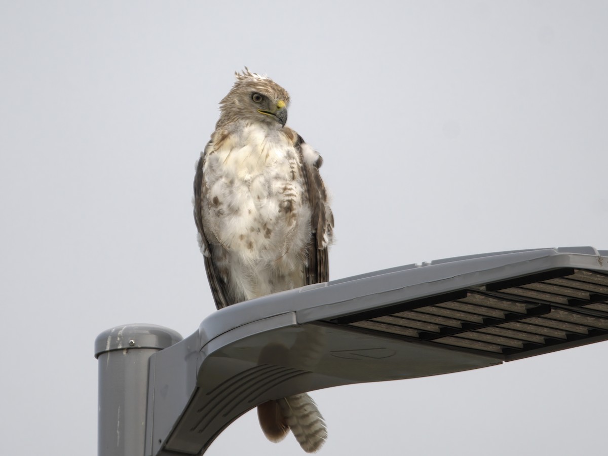 Red-tailed Hawk - ML586991951