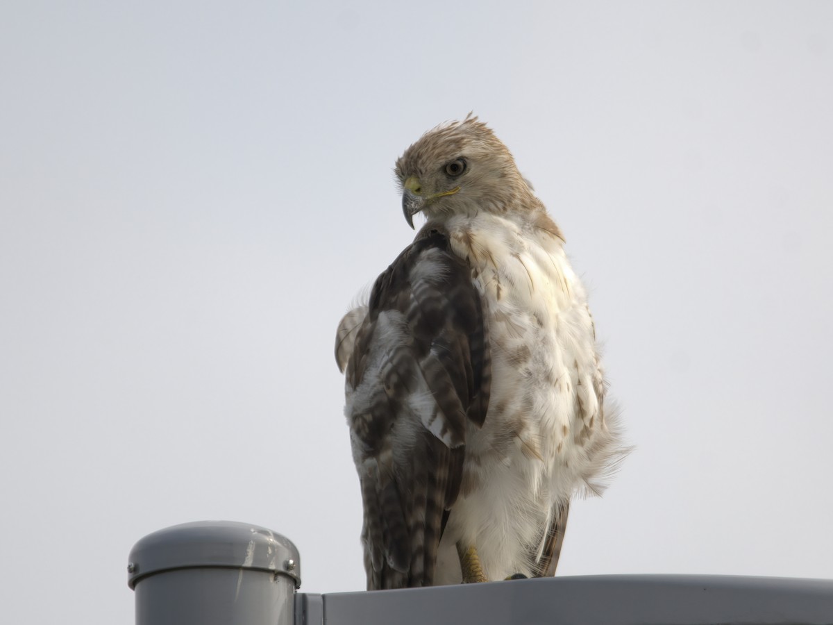 Red-tailed Hawk - ML586991971