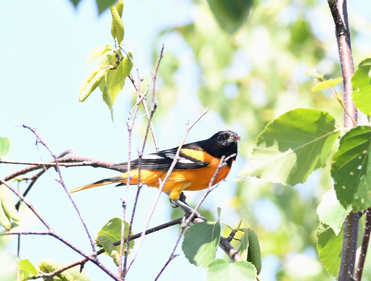 Baltimore Oriole - Peter Paul