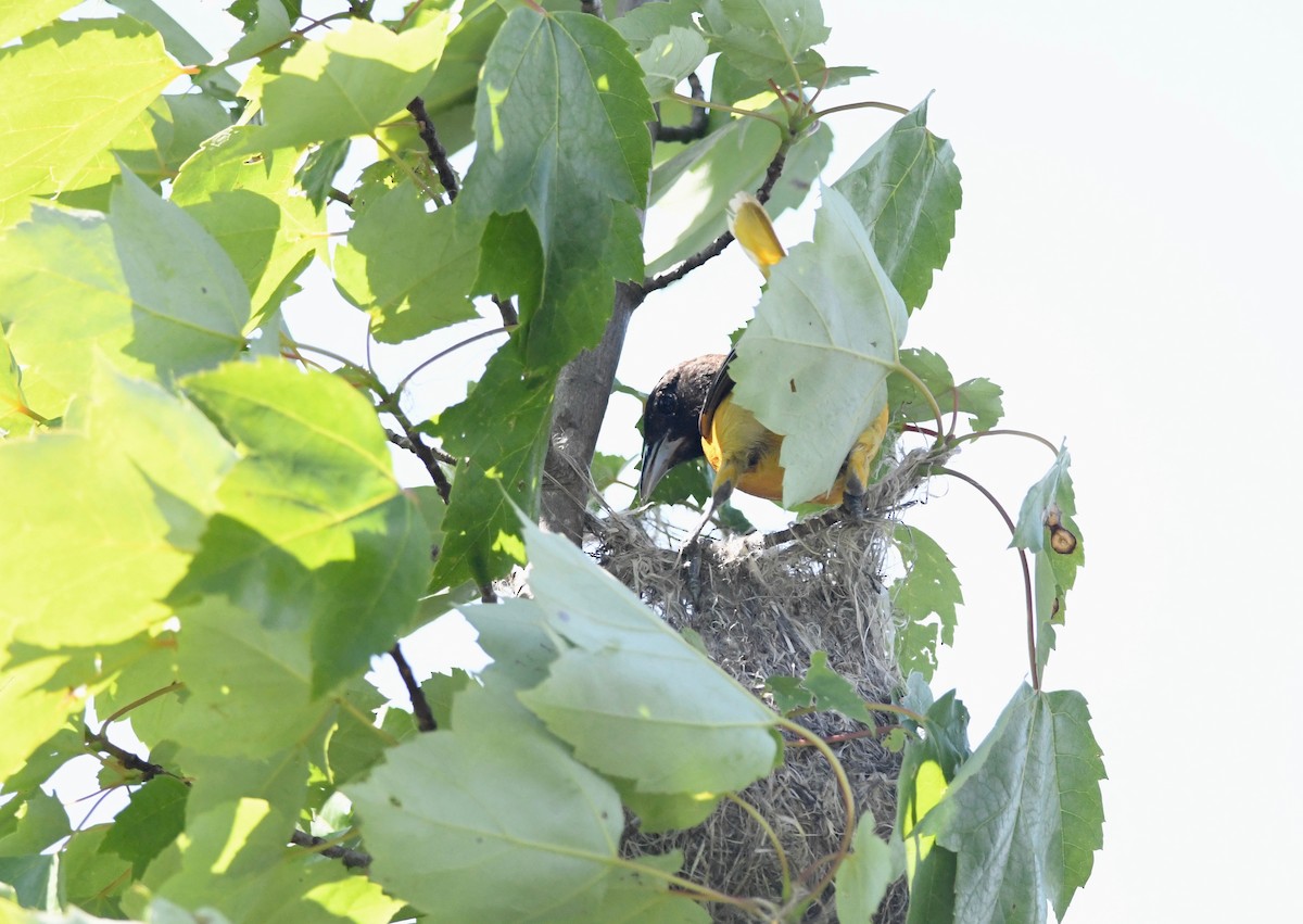 Baltimore Oriole - Peter Paul