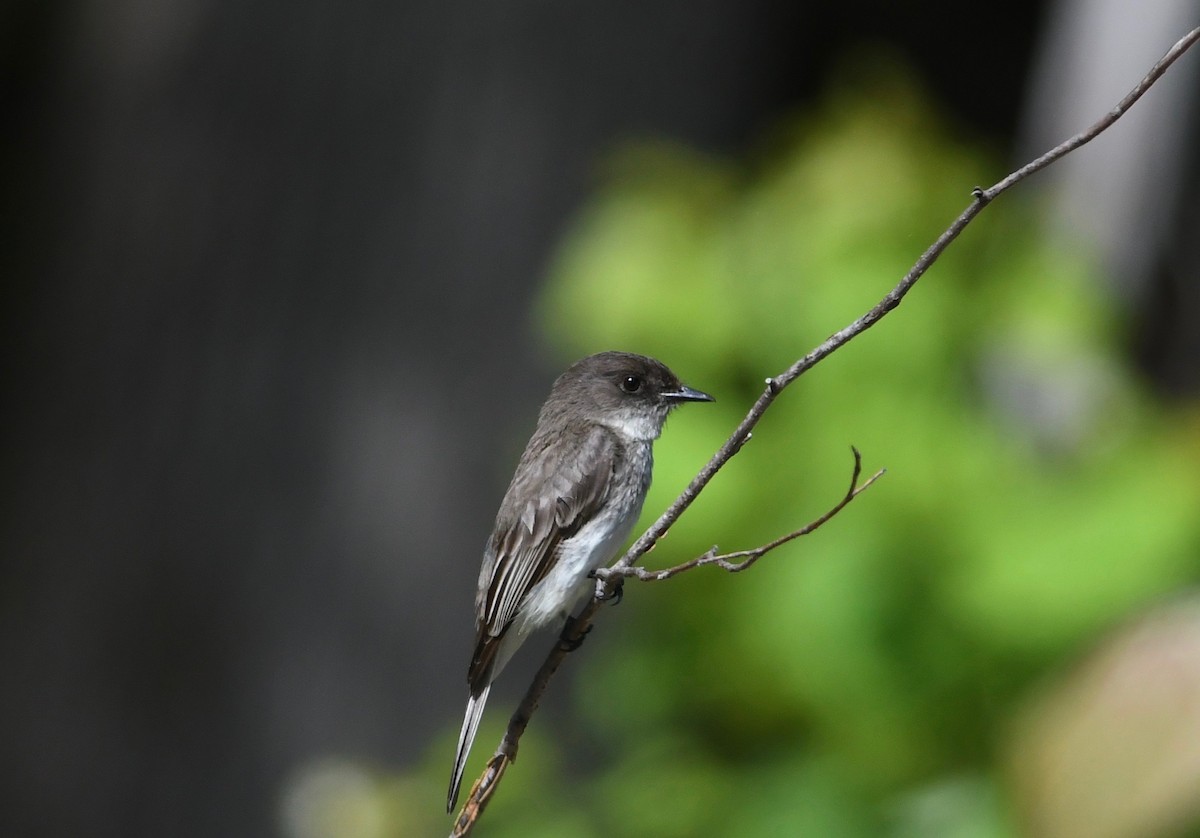 Eastern Phoebe - Peter Paul