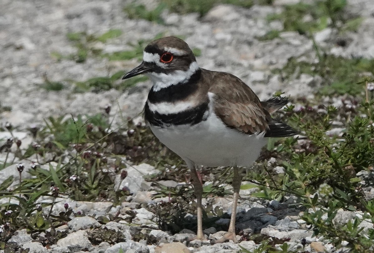 Killdeer - ML586993111