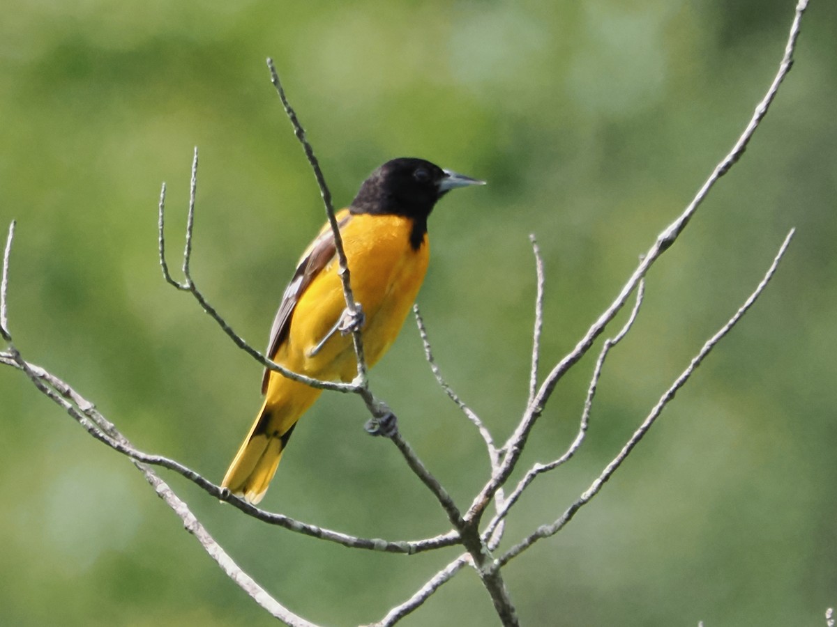 Baltimore Oriole - John Felton