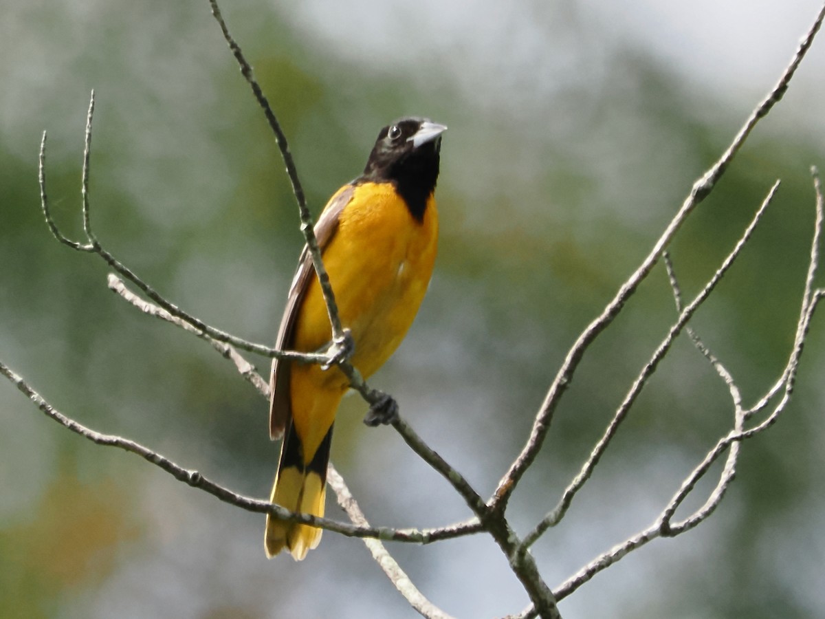 Baltimore Oriole - John Felton