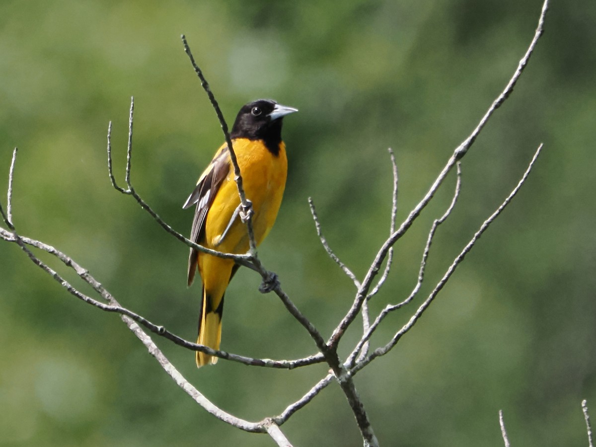 Baltimore Oriole - ML586993421