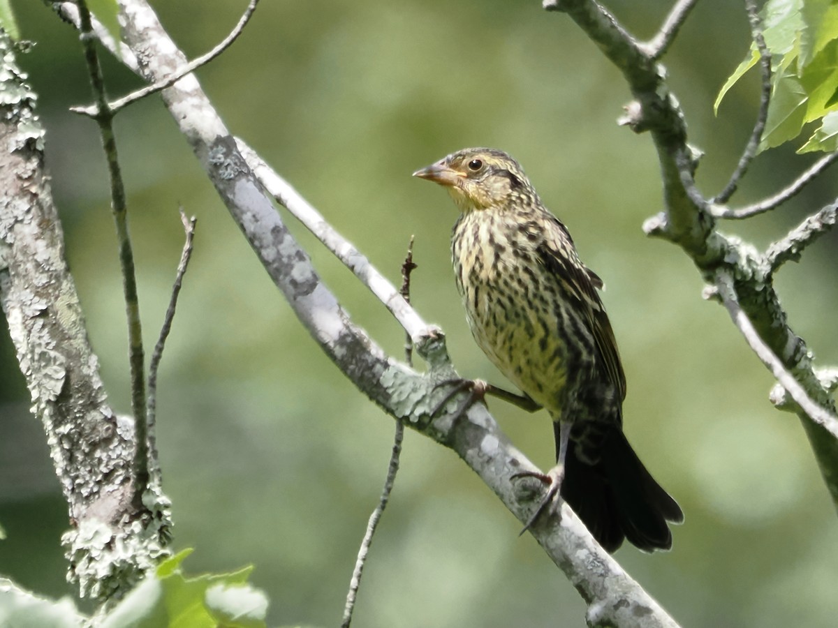 Red-winged Blackbird - ML586993481