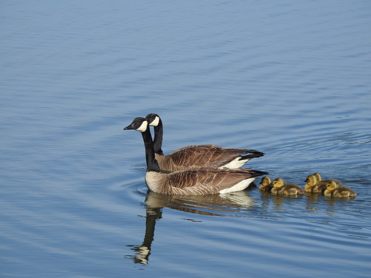 Canada Goose - Sterling Smith