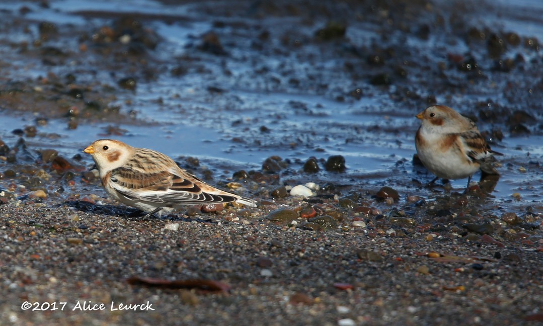 Snow Bunting - ML586995111