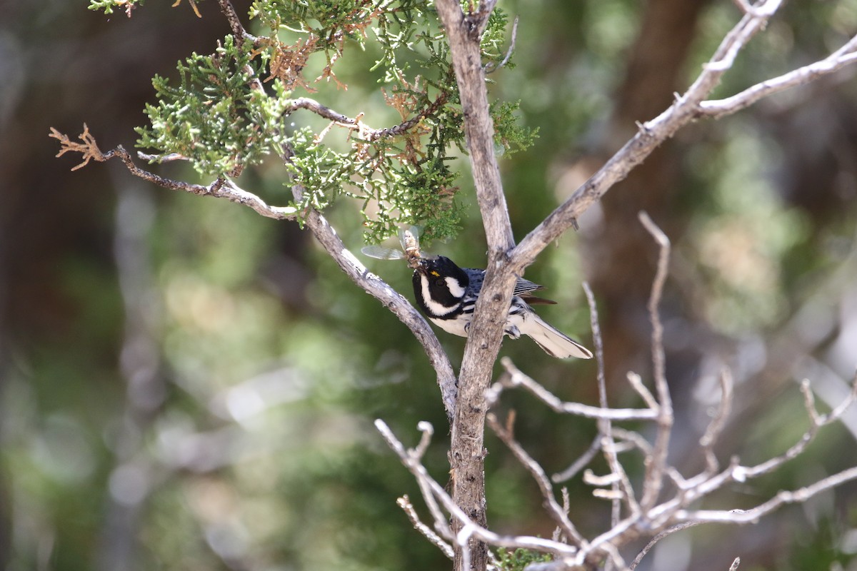 Black-throated Gray Warbler - ML586995711