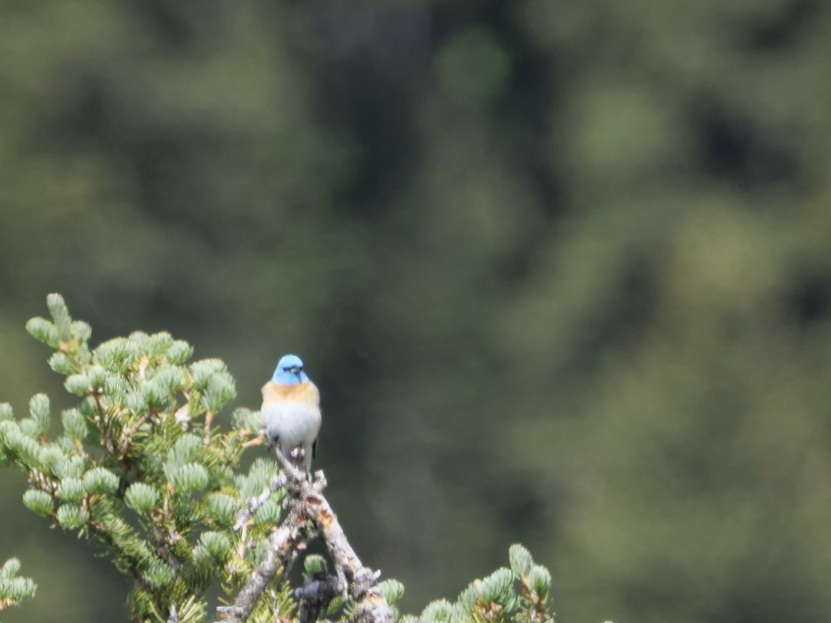 Lazuli Bunting - ML586995751