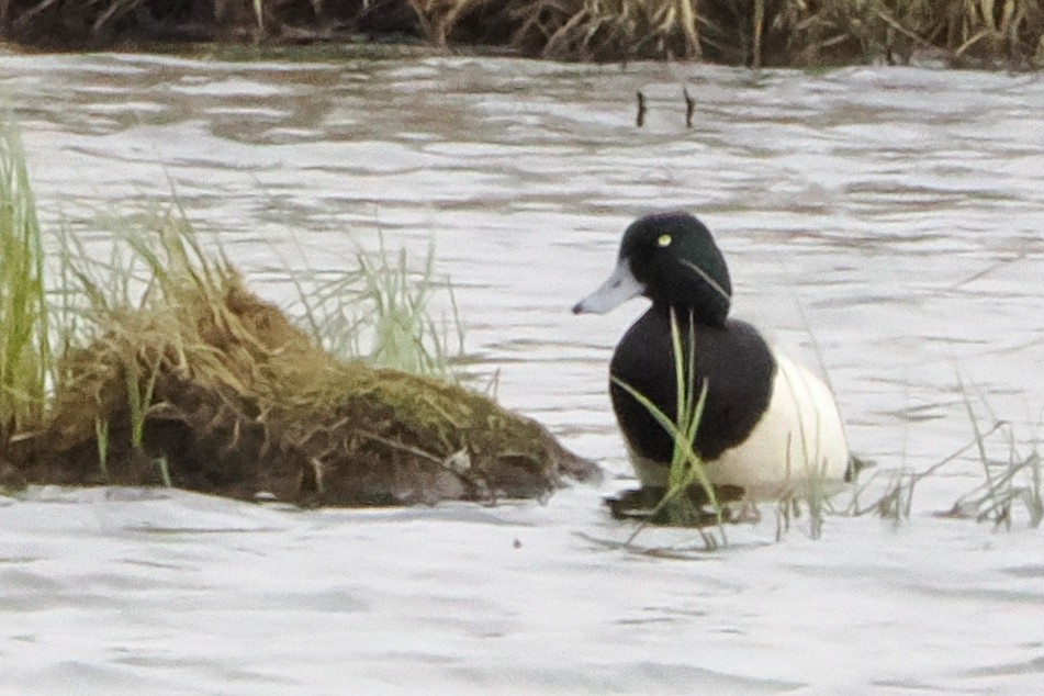 Greater Scaup - ML586996071