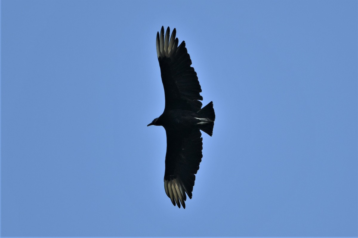 Black Vulture - ML586997061