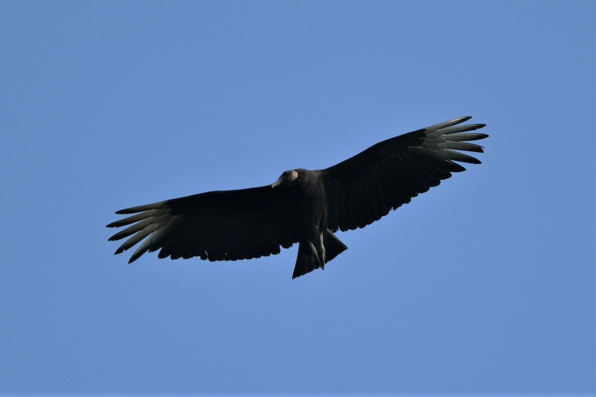 Black Vulture - Mark Miller