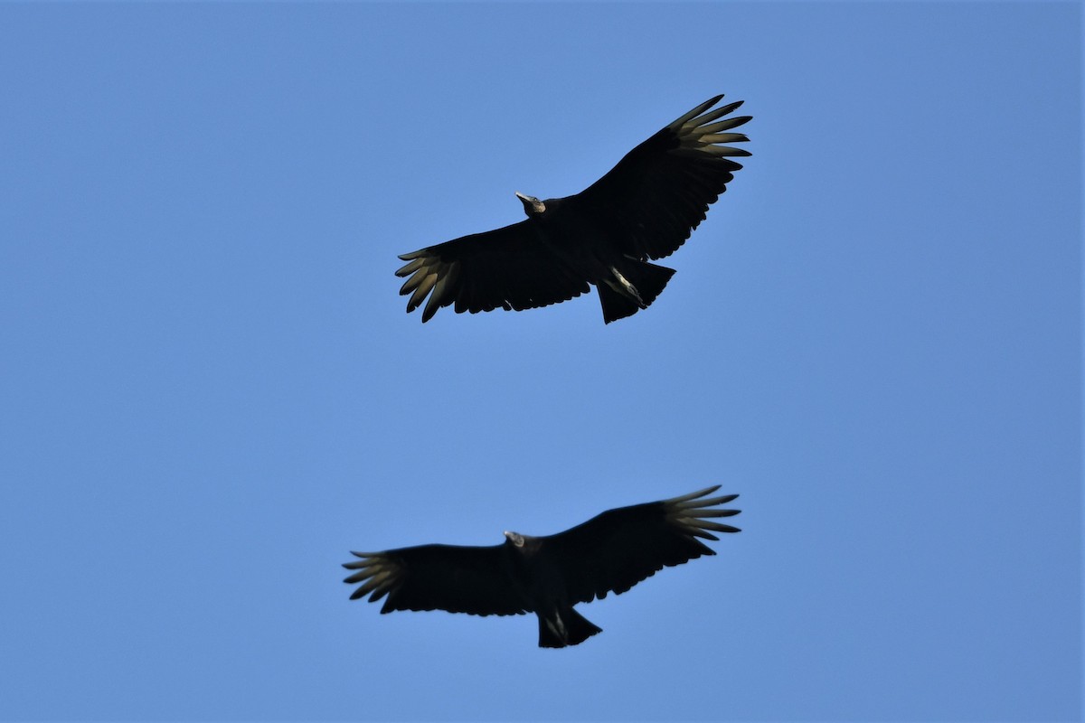 Black Vulture - ML586997081