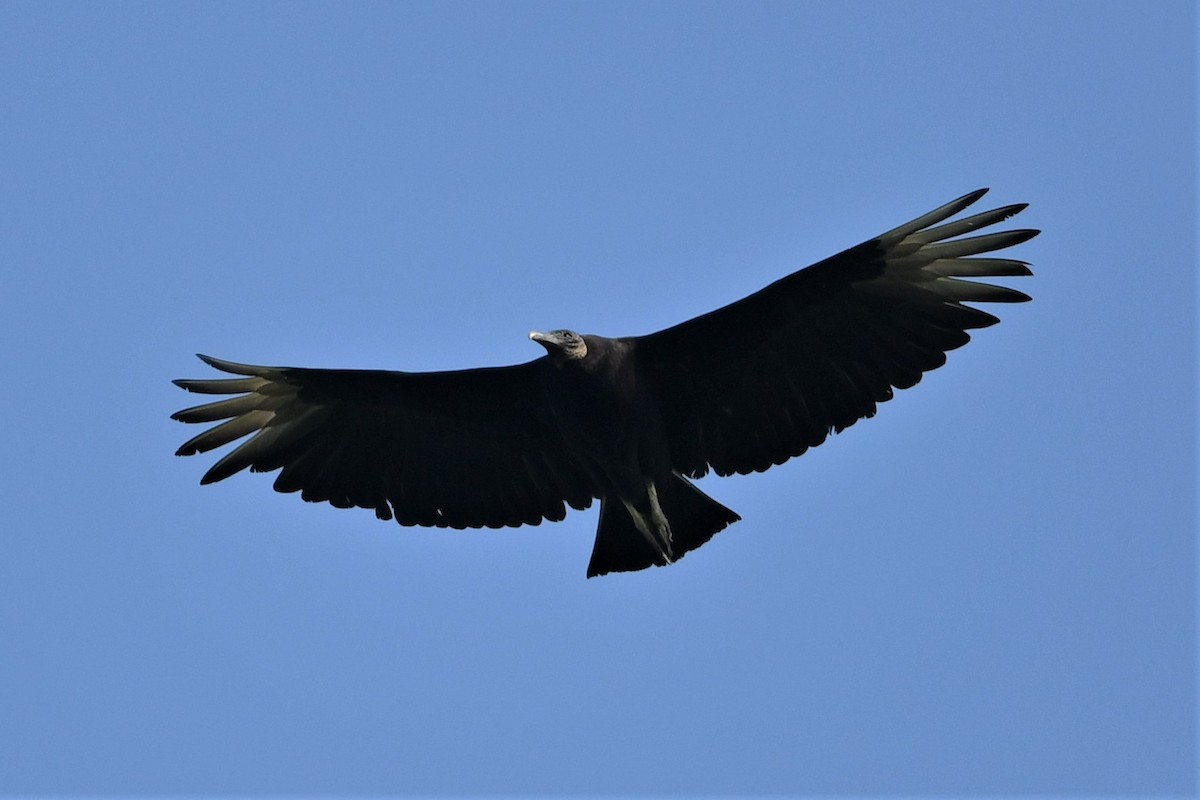 Black Vulture - Mark Miller