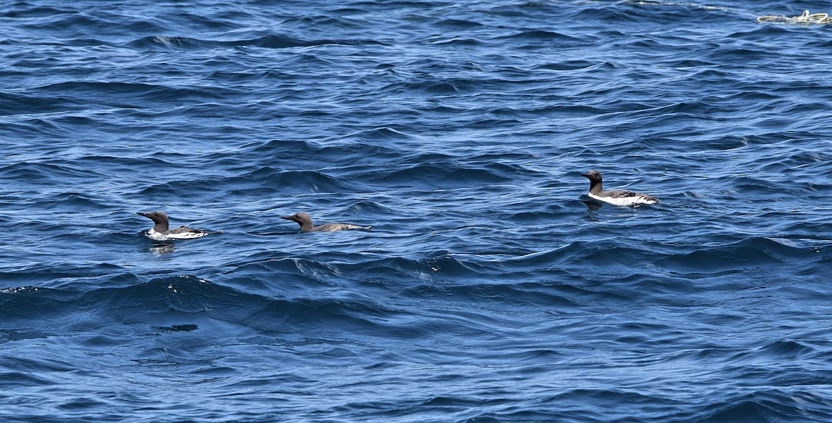 Common Murre - ML586997181