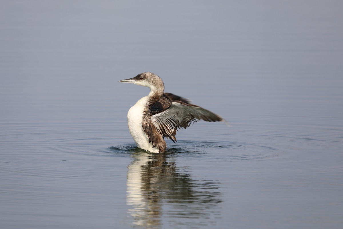 Common Loon - Brooke Ross