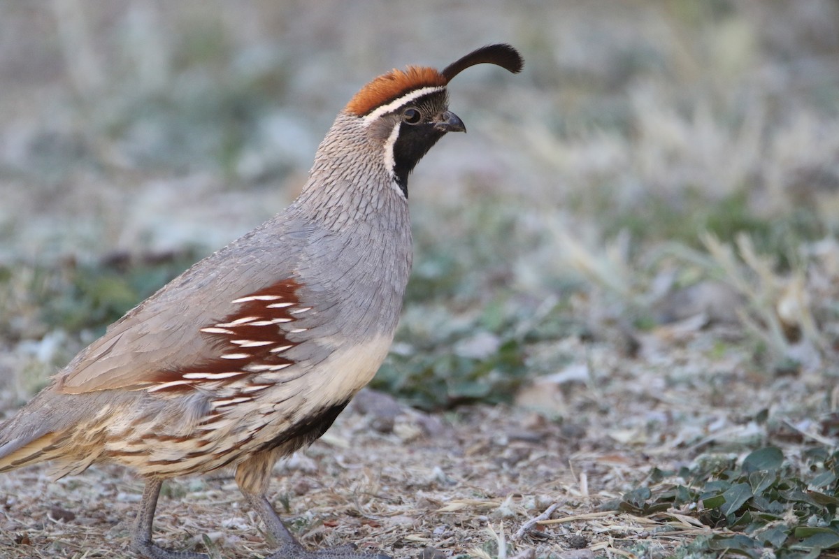 Gambel's Quail - ML586997471