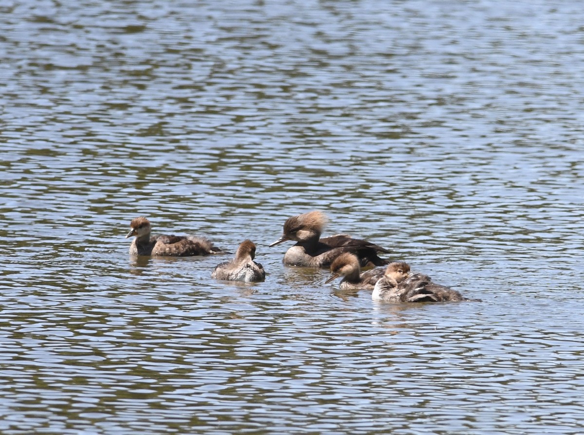 Hooded Merganser - ML586997641