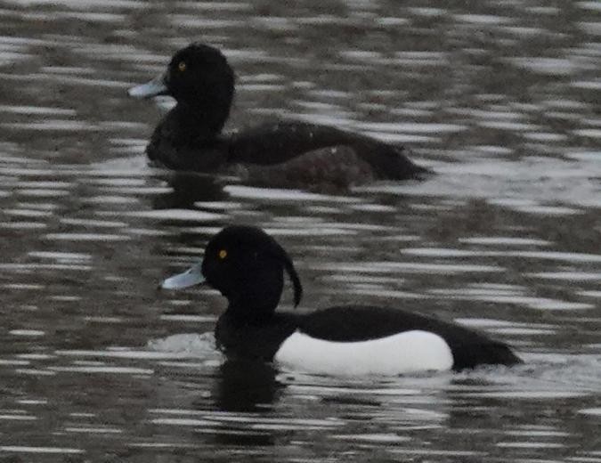 Tufted Duck - ML586998021