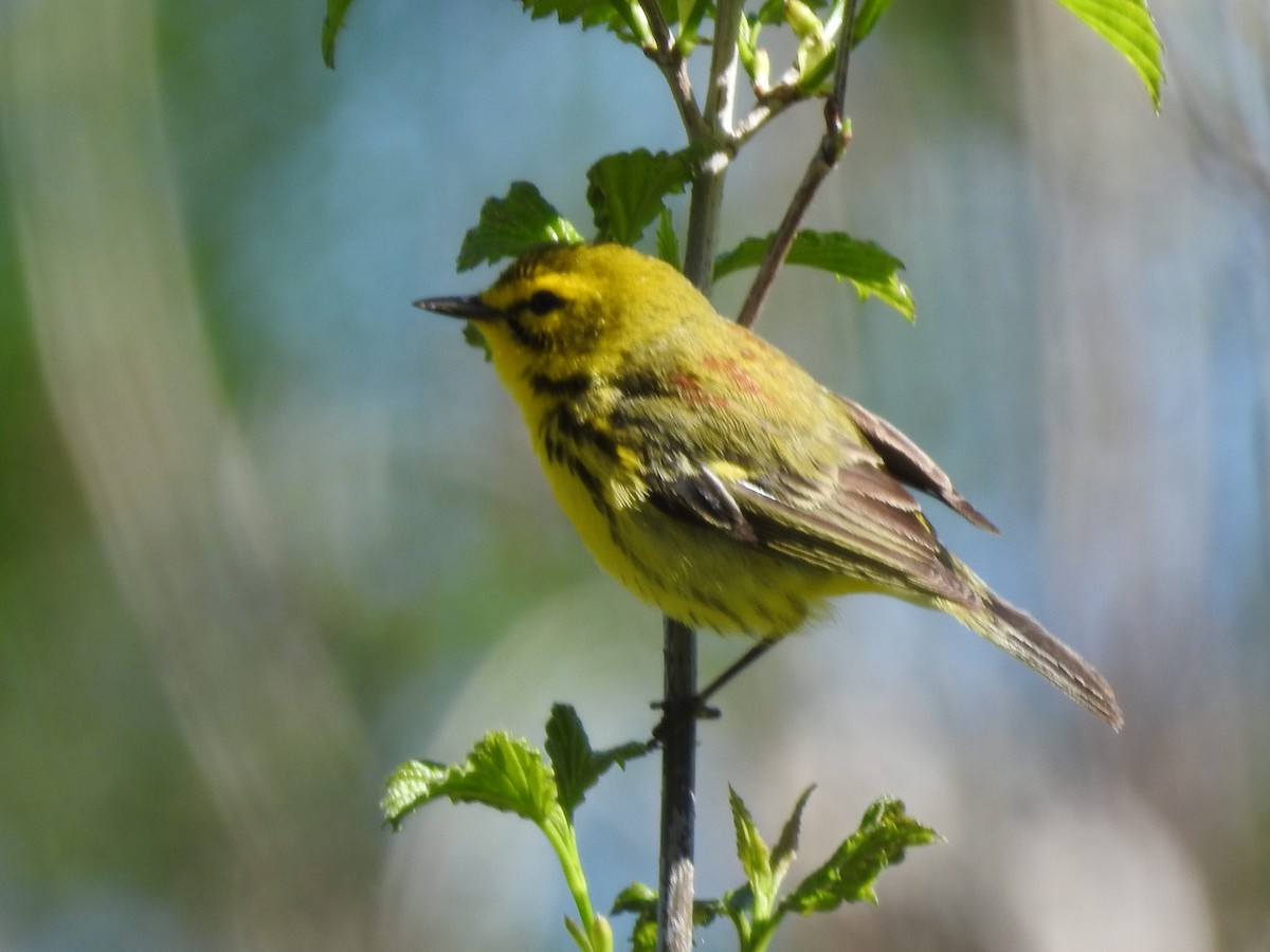 Prairie Warbler - Brendan Thomas